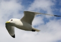 Seagull, Howth Ireland